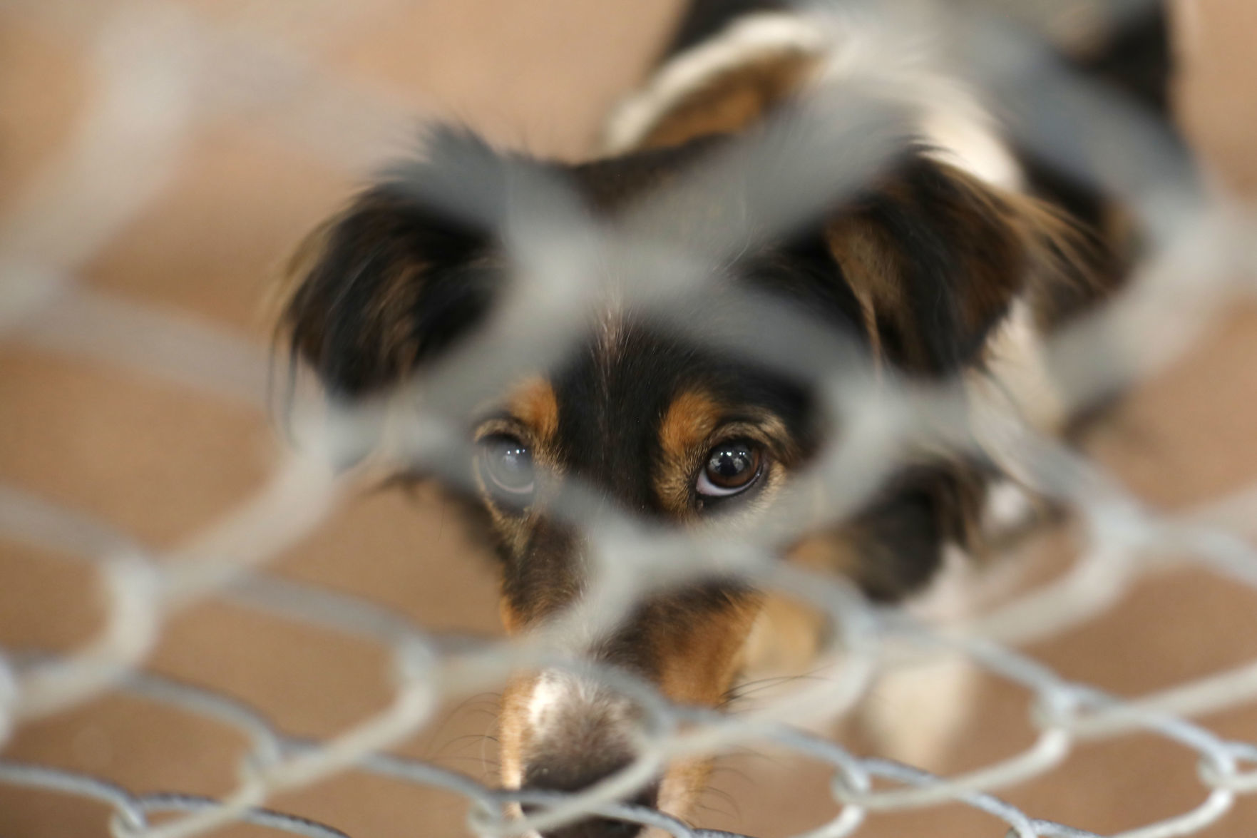 Confiscated Animals Follow Up